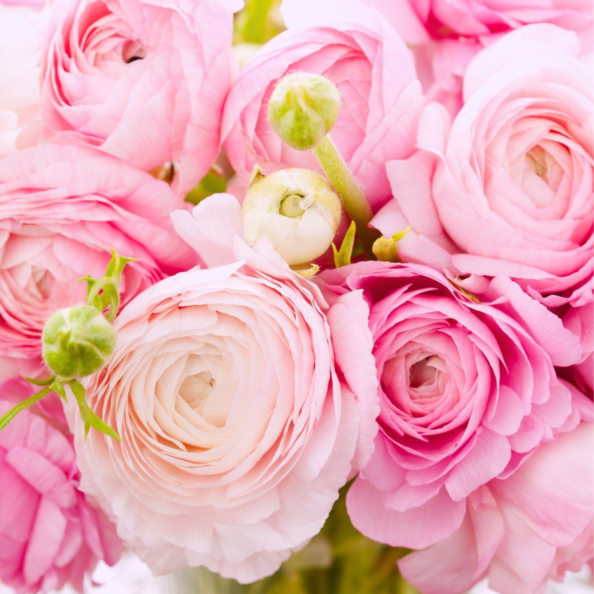 Ranunculus- Amandine Marshmallow (Corm)